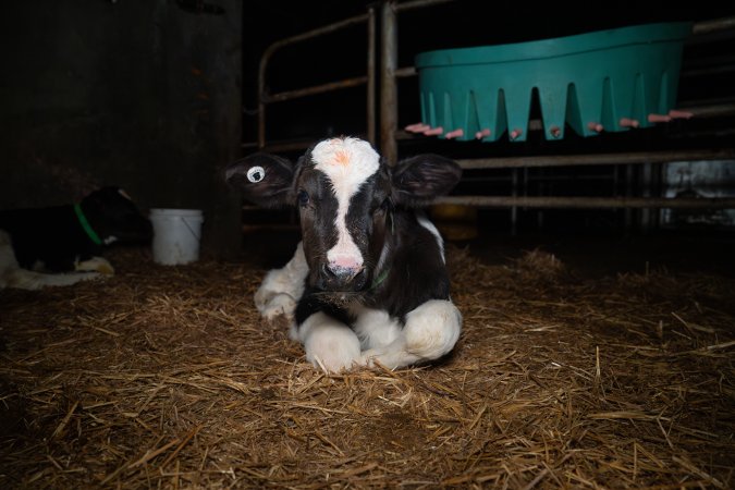Calf in calf pen
