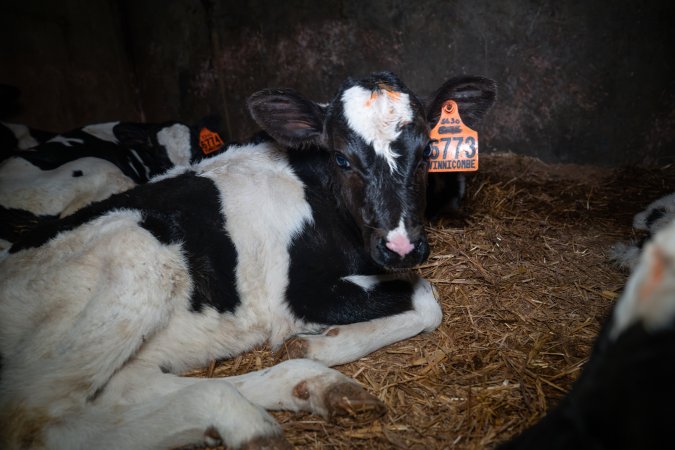 Calf in calf pen