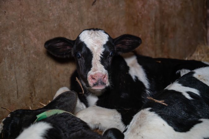 Calf in calf pen