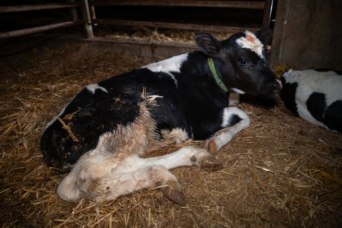 Calf in calf pen