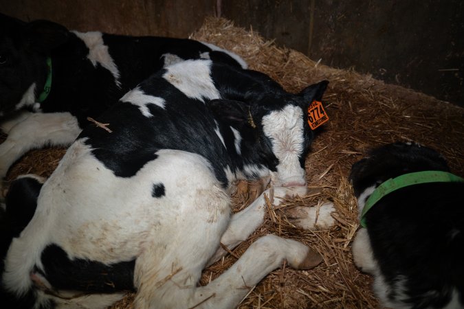 Calf in calf pen