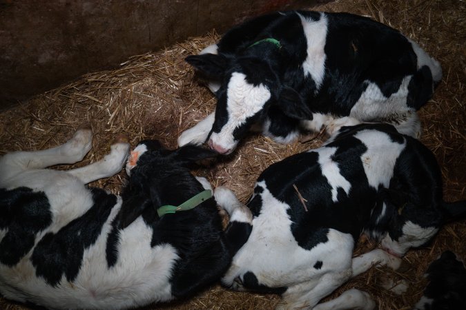 Calves in calf pen