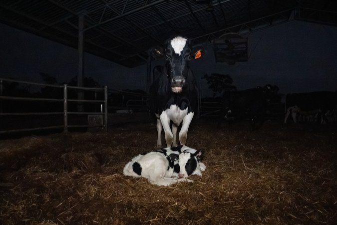 A mother cows stands protectively over her calf