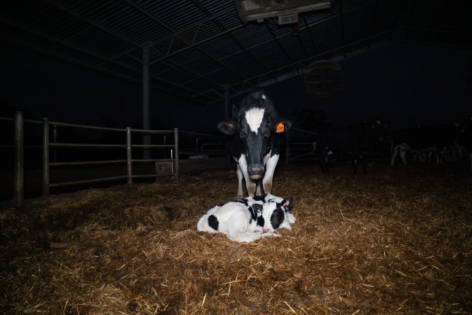 A mother cows stands protectively over her calf