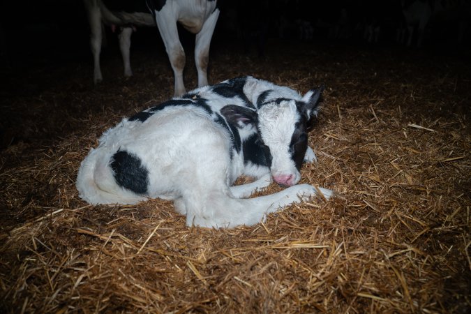 A calf sleeps on the floor of a maternity shed