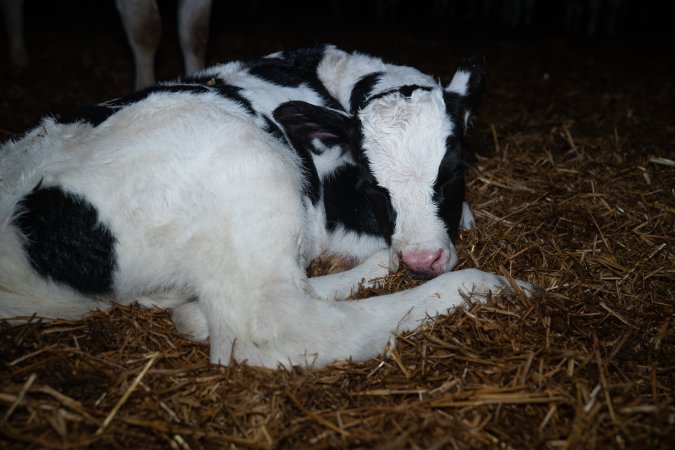 A calf sleeps on the floor of a maternity shed
