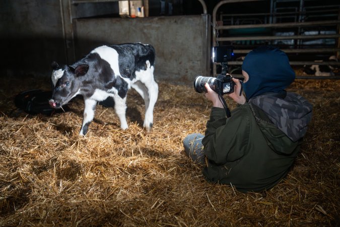 An investigator films a calf in a maternity shed