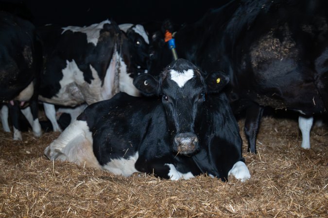 Dairy cow in maternity shed