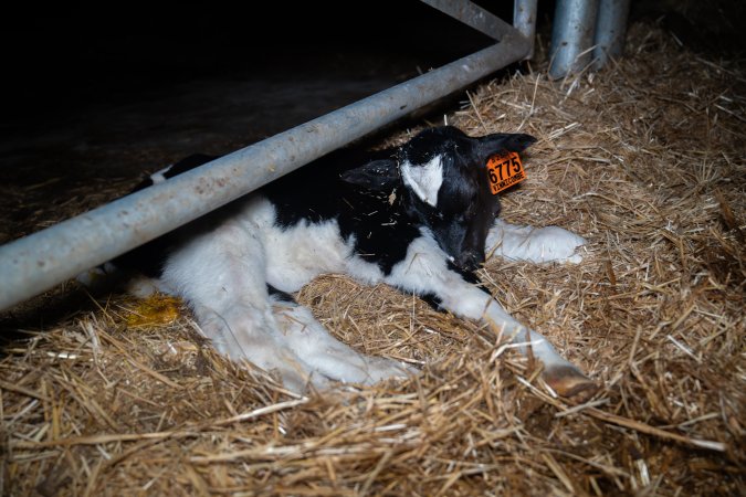 A calf sleeps on the floor of a maternity shed