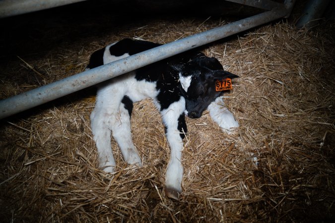 A calf sleeps on the floor of a maternity shed