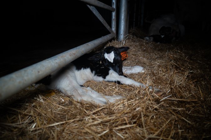 A calf sleeps on the floor of a maternity shed