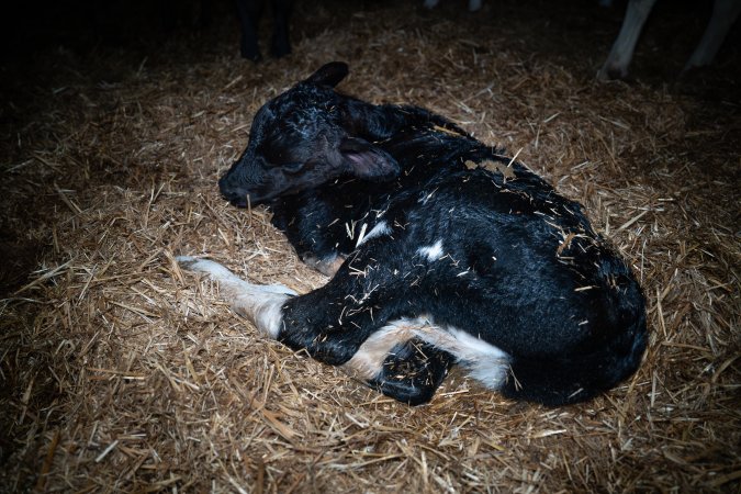 A calf sleeps on the floor of a maternity shed