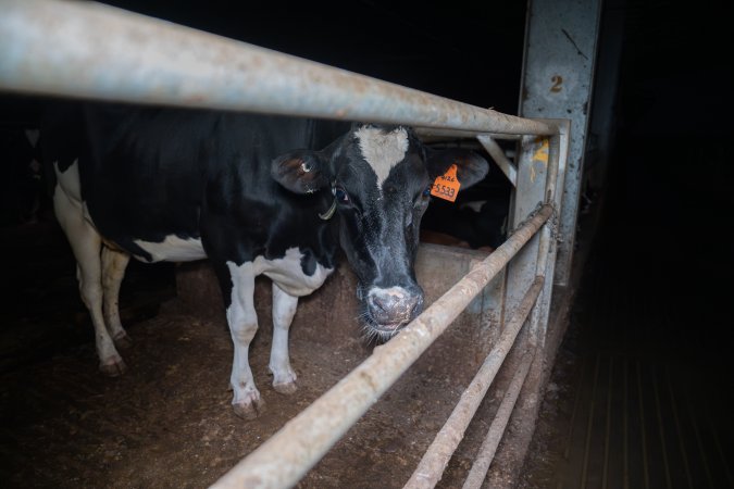 Cow in zero graze shed