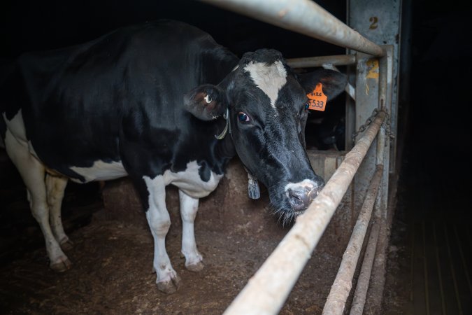 Cow in zero graze shed