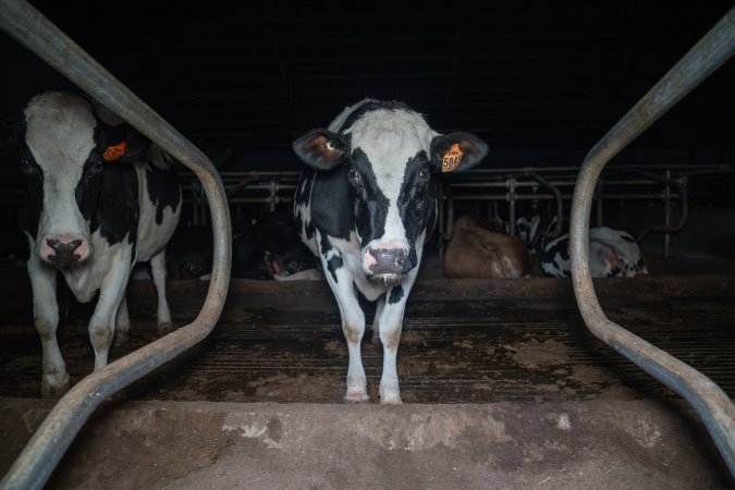 Cow in zero graze shed