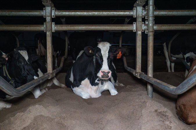 Cow lies in sand bed