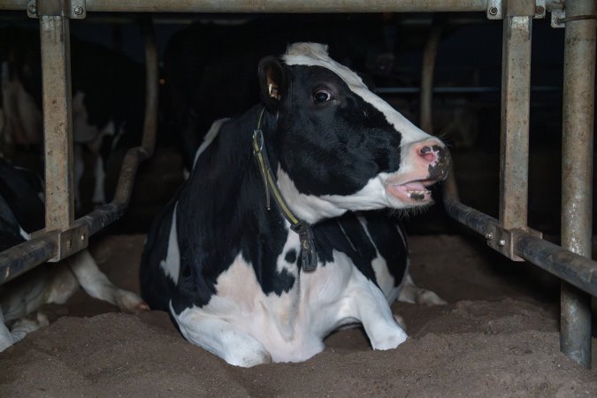 Cow lies in sand bed