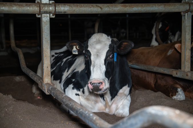 Cow lies in sand bed