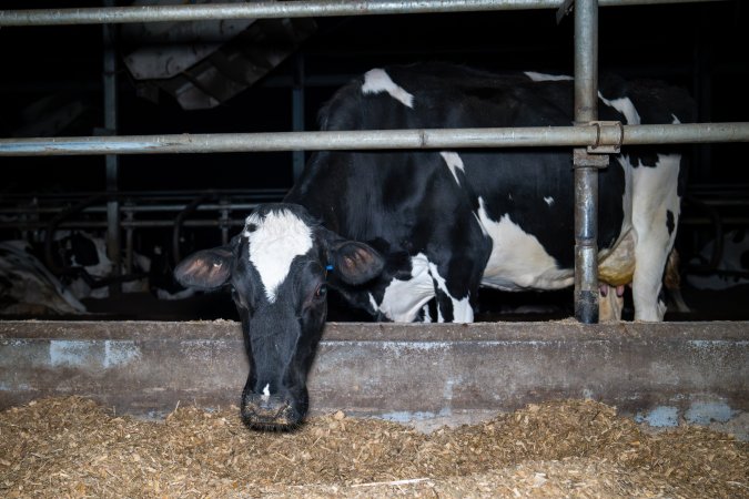 Cow in zero graze dairy