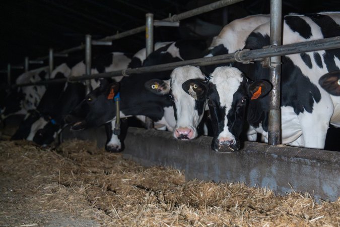 Cow in zero graze dairy