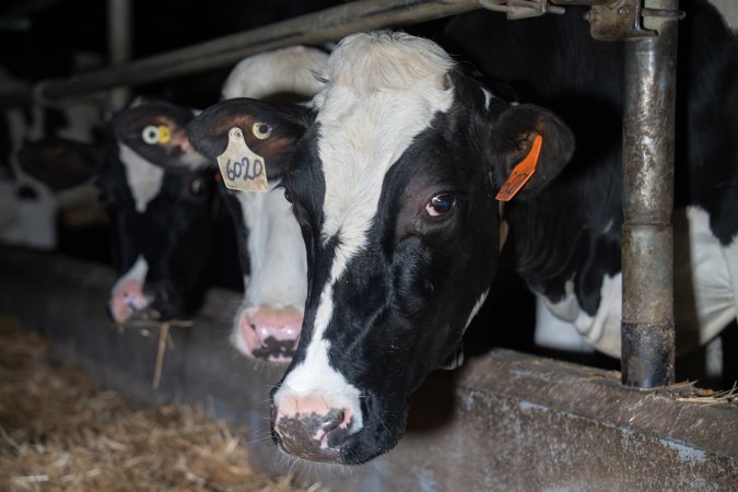 Cow in zero graze dairy