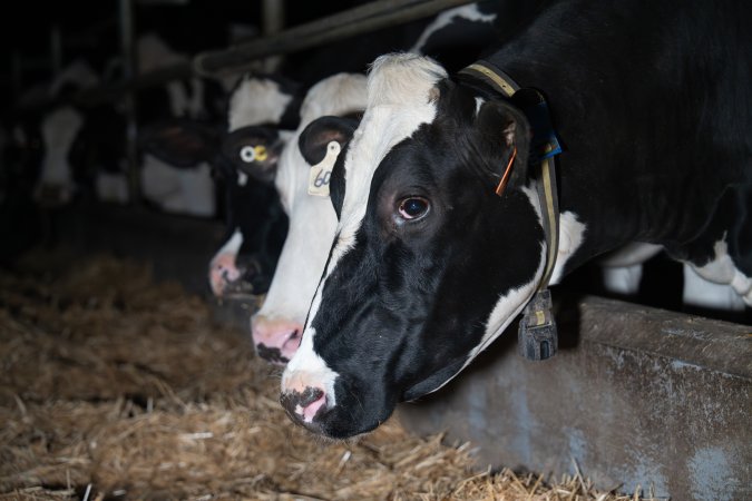 Cow in zero graze dairy