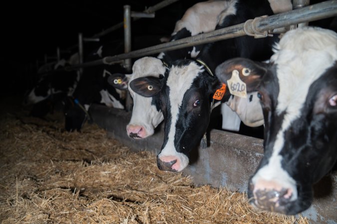Cow in zero graze dairy