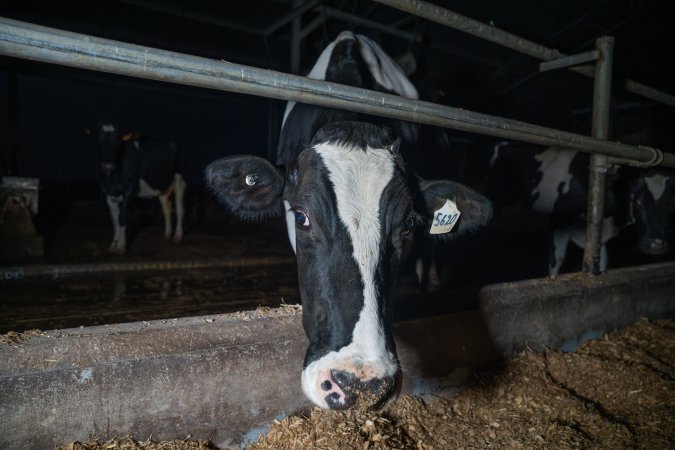 Cow in zero graze dairy