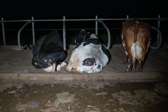 Cows in sand beds