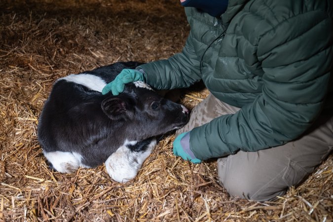 Investigator interacts with calf