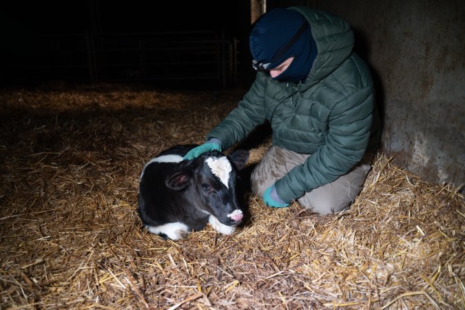 Investigator interacts with calf