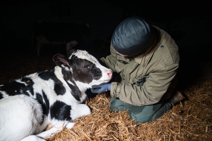 Investigator interacts with calf