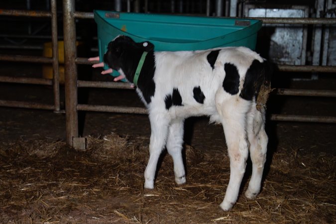 Bobby calf in calf pen