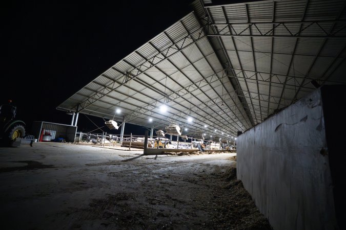 Cow shed at dairy factory farm