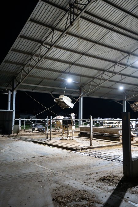 Cows in zero graze barn