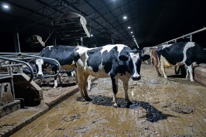 Cows in zero graze barn