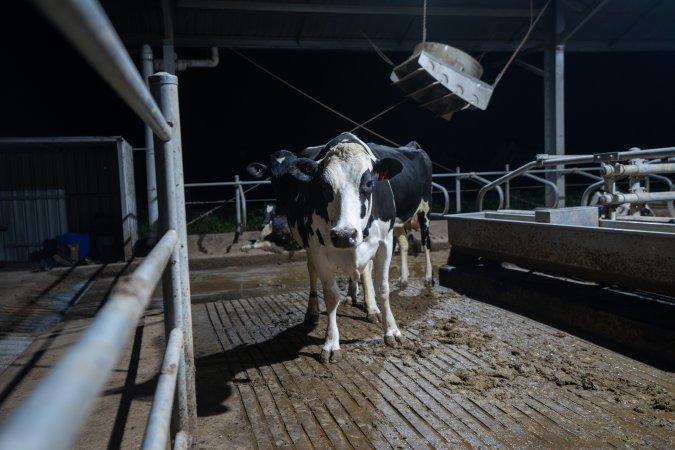 Cows in zero graze barn