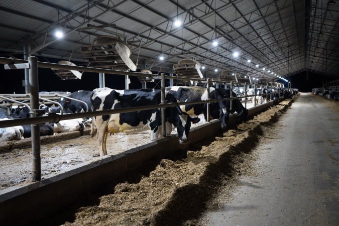 Cows in zero graze barn