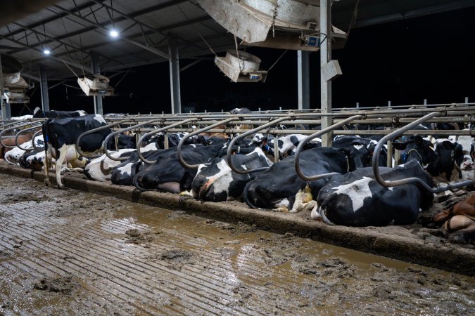 Cows in zero graze barn