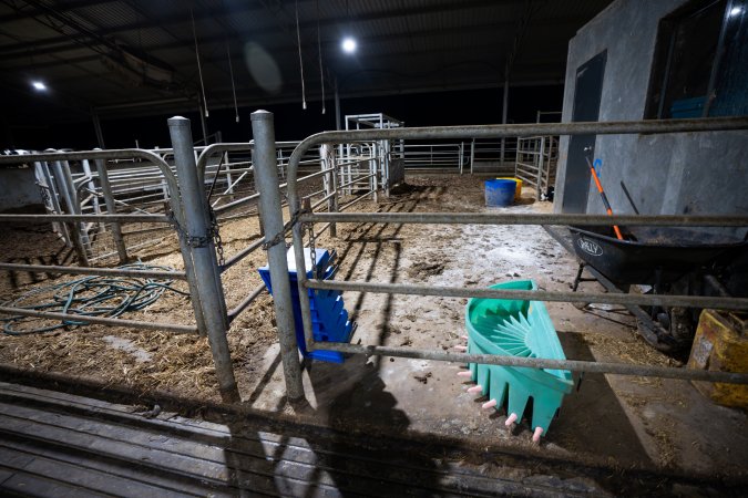Calf and maternity pens