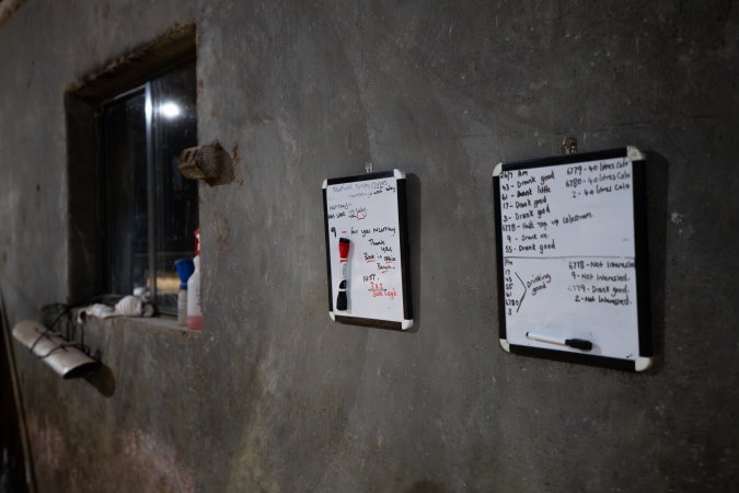 Whiteboards showing bobby calf details and slaughterhouse information