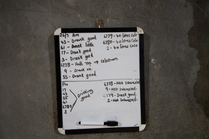 Whiteboard showing calf information