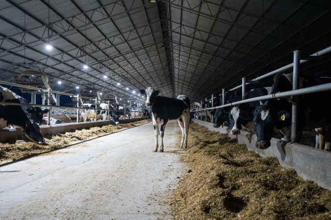 Cow in aisle of zero graze shed