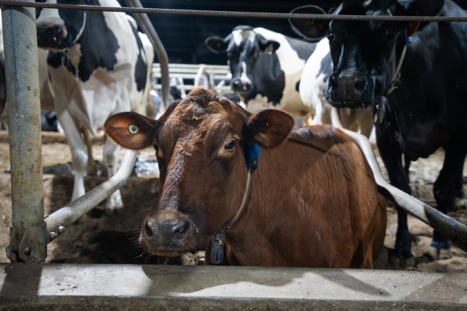 Cow in sand bed