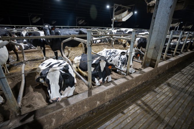 Cows in sand bed