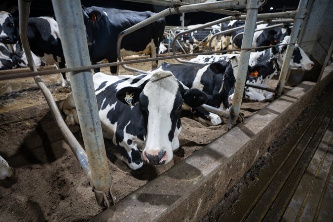 Cows in sand bed
