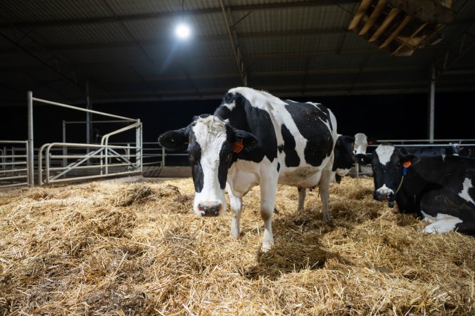 Cows in maternity shed