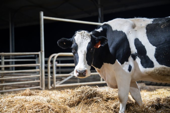 Cow in maternity shed