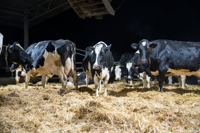 Cows in maternity shed