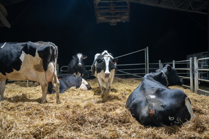 Cows in maternity shed